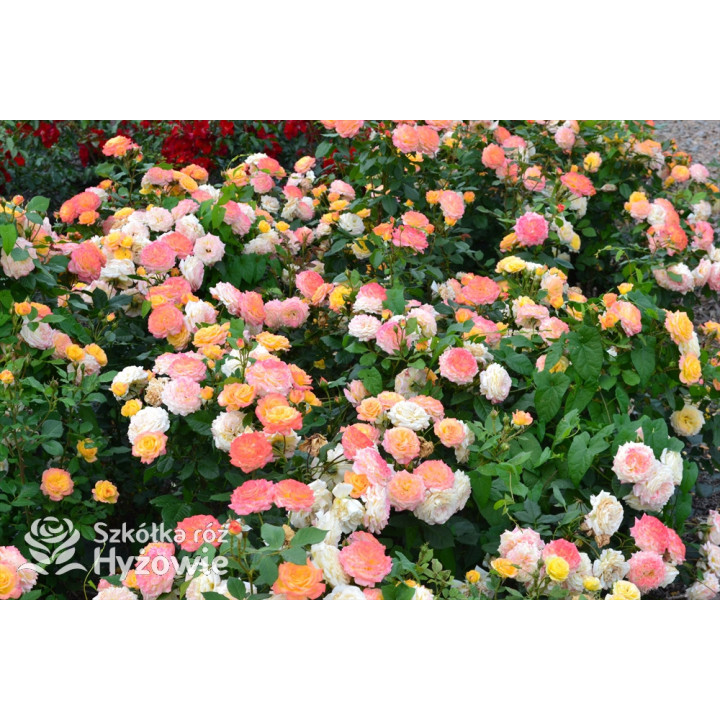 Gartenspaẞ® - Róże Rabatowe - 