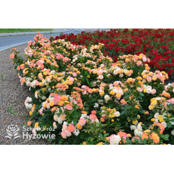 Gartenspaẞ® - Róże Rabatowe - 