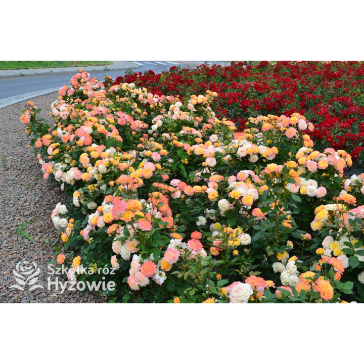 Gartenspaẞ® - Róże Rabatowe - 