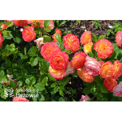 Gartenspaẞ® - Róże Rabatowe - 