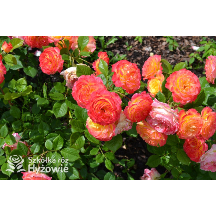 Gartenspaẞ® - Róże Rabatowe - 