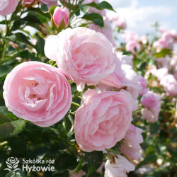 Hans Gönewein Rose® - Róże Rabatowe -