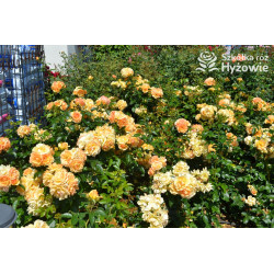 Hansestadt Rostock® - Róże Rabatowe - 