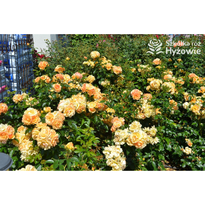 Hansestadt Rostock® - Róże Rabatowe - 