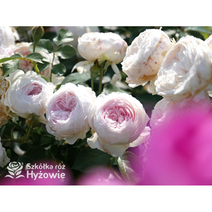 Herzogin Christiana® - Róże silnie pachnące - 