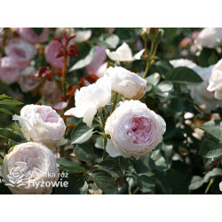 Herzogin Christiana® - Róże silnie pachnące - 