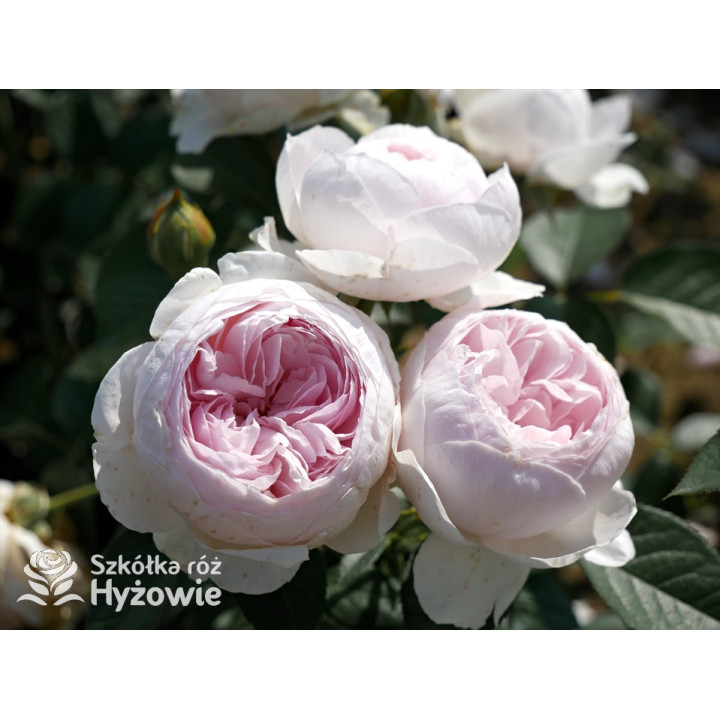 Herzogin Christiana® - Róże silnie pachnące - 