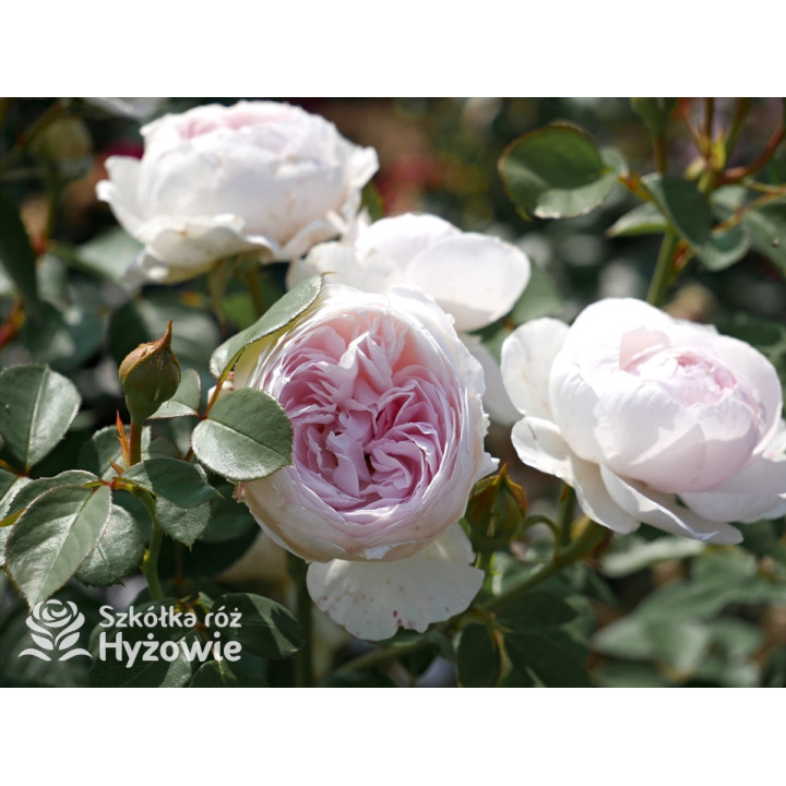 Herzogin Christiana® - Róże silnie pachnące - 