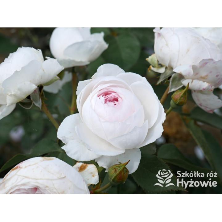 Herzogin Christiana® - Róże silnie pachnące - 