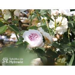 Herzogin Christiana® - Róże silnie pachnące - 