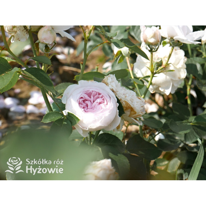 Herzogin Christiana® - Róże silnie pachnące - 