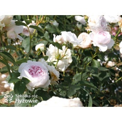 Herzogin Christiana® - Róże silnie pachnące - 