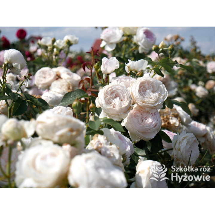 Herzogin Christiana® - Róże silnie pachnące - 