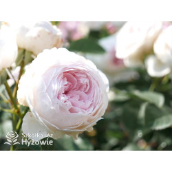 Herzogin Christiana® - Róże silnie pachnące - 