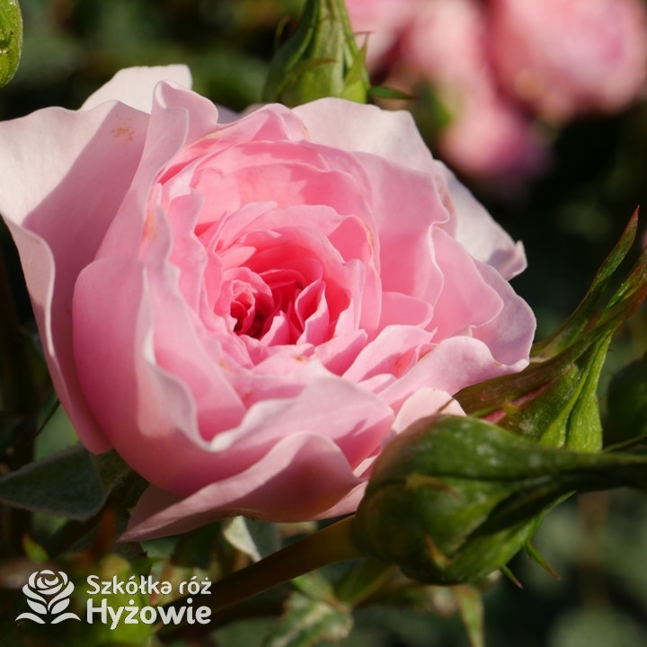 Róża rabatowa I am grateful™ | Szkółka Róż Hyżowie | Roses Forever