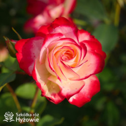 Jubilé du Prince de Monaco® - Róże Rabatowe -
