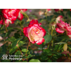 Jubilé du Prince de Monaco® - Róże Rabatowe -  Jubilé du Prince de Monaco® - Róże Rabatowe -