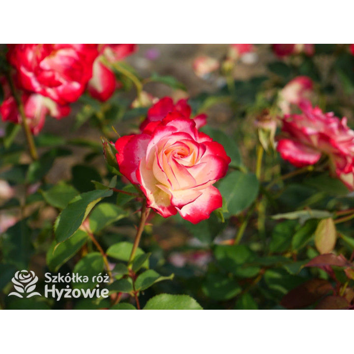 Jubilé du Prince de Monaco® - Róże Rabatowe -  Jubilé du Prince de Monaco® - Róże Rabatowe -