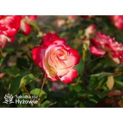 Jubilé du Prince de Monaco® - Róże Rabatowe -  Jubilé du Prince de Monaco® - Róże Rabatowe -