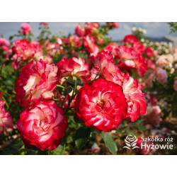 Jubilé du Prince de Monaco® - Róże Rabatowe -  Jubilé du Prince de Monaco® - Róże Rabatowe -