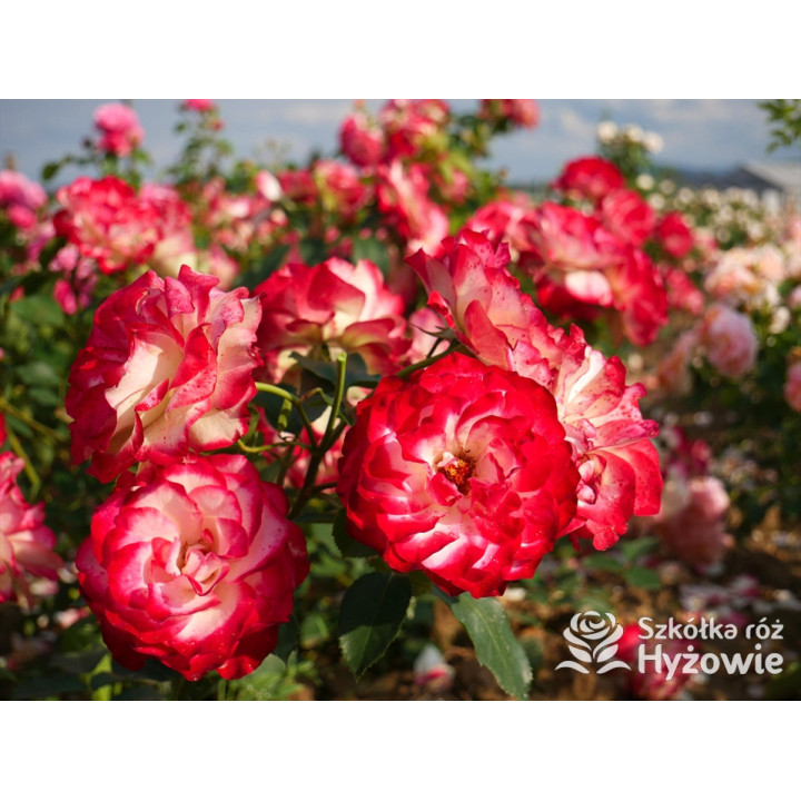 Jubilé du Prince de Monaco® - Róże Rabatowe -  Jubilé du Prince de Monaco® - Róże Rabatowe -