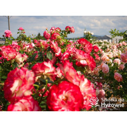 Jubilé du Prince de Monaco® - Róże Rabatowe -  Jubilé du Prince de Monaco® - Róże Rabatowe -