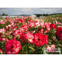 Jubilé du Prince de Monaco® - Róże Rabatowe -  Jubilé du Prince de Monaco® - Róże Rabatowe -