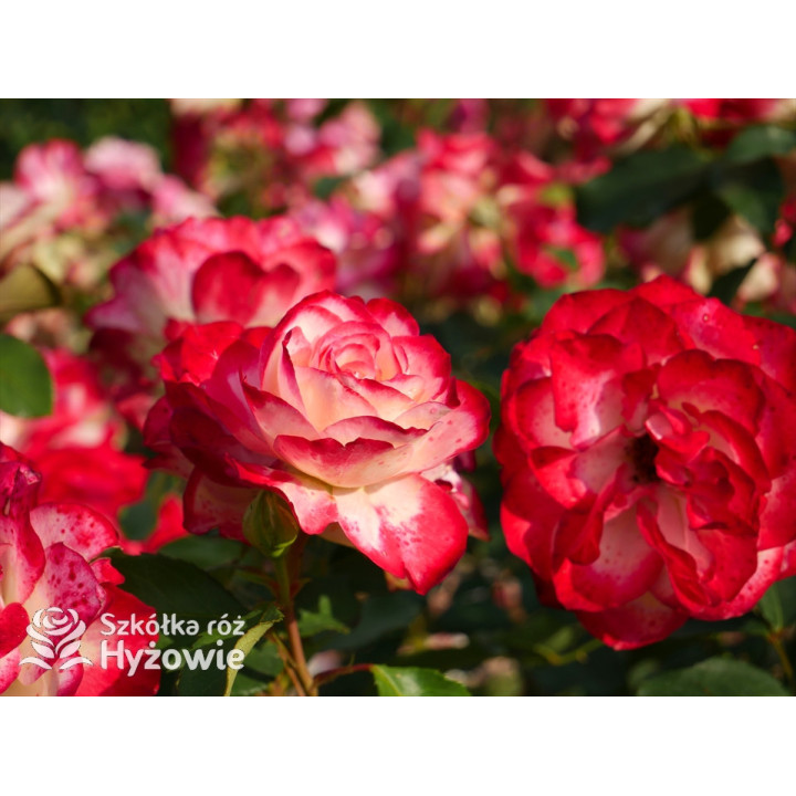 Jubilé du Prince de Monaco® - Róże Rabatowe -  Jubilé du Prince de Monaco® - Róże Rabatowe -