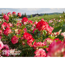 Jubilé du Prince de Monaco® - Róże Rabatowe -  Jubilé du Prince de Monaco® - Róże Rabatowe -