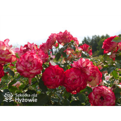 Jubilé du Prince de Monaco® - Róże Rabatowe -  Jubilé du Prince de Monaco® - Róże Rabatowe -