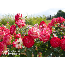 Jubilé du Prince de Monaco® - Róże Rabatowe -  Jubilé du Prince de Monaco® - Róże Rabatowe -