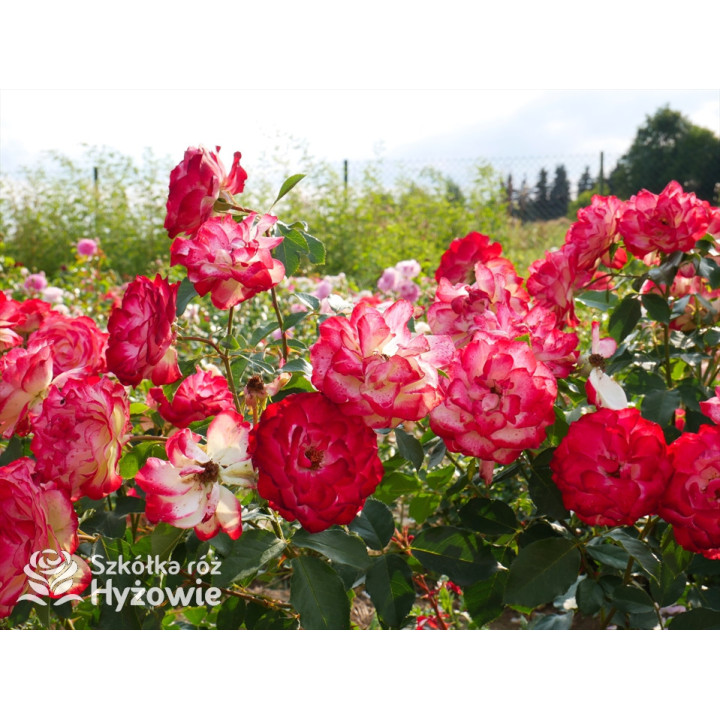 Jubilé du Prince de Monaco® - Róże Rabatowe -  Jubilé du Prince de Monaco® - Róże Rabatowe -