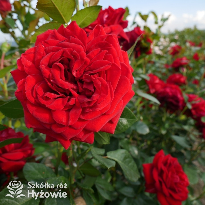 Róża rabatowa bordowa Jugendliebe | Szkółka Róż Hyżowie | Kordes Rosen