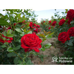 Jugendliebe® - Róże Rabatowe -  Jugendliebe® - Róże Rabatowe -
