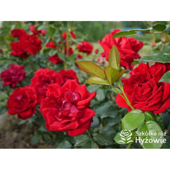Jugendliebe® - Róże Rabatowe -  Jugendliebe® - Róże Rabatowe -