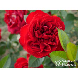 Jugendliebe® - Róże Rabatowe -  Jugendliebe® - Róże Rabatowe -