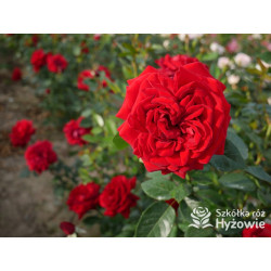 Jugendliebe® - Róże Rabatowe -  Jugendliebe® - Róże Rabatowe -