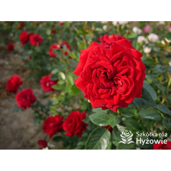 Jugendliebe® - Róże Rabatowe -  Jugendliebe® - Róże Rabatowe -