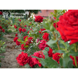 Jugendliebe® - Róże Rabatowe -  Jugendliebe® - Róże Rabatowe -
