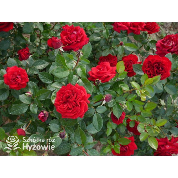 Jugendliebe® - Róże Rabatowe -  Jugendliebe® - Róże Rabatowe -