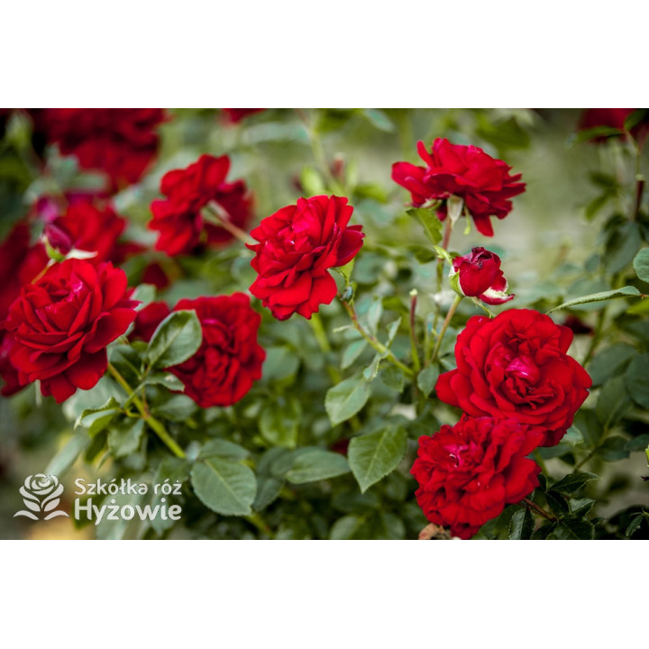 Jugendliebe® - Róże Rabatowe -  Jugendliebe® - Róże Rabatowe -