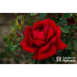 Jugendliebe® - Róże Rabatowe -  Jugendliebe® - Róże Rabatowe -
