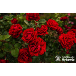 Jugendliebe® - Róże Rabatowe -  Jugendliebe® - Róże Rabatowe -