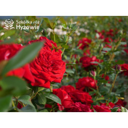 Jugendliebe® - Róże Rabatowe -  Jugendliebe® - Róże Rabatowe -