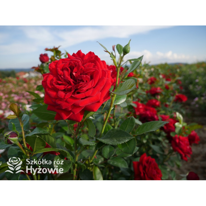 Jugendliebe® - Róże Rabatowe -  Jugendliebe® - Róże Rabatowe -