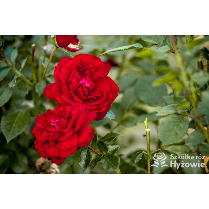 Jugendliebe® - Róże Rabatowe -  Jugendliebe® - Róże Rabatowe -