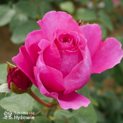 Adore Aroma™ - Róże silnie pachnące -