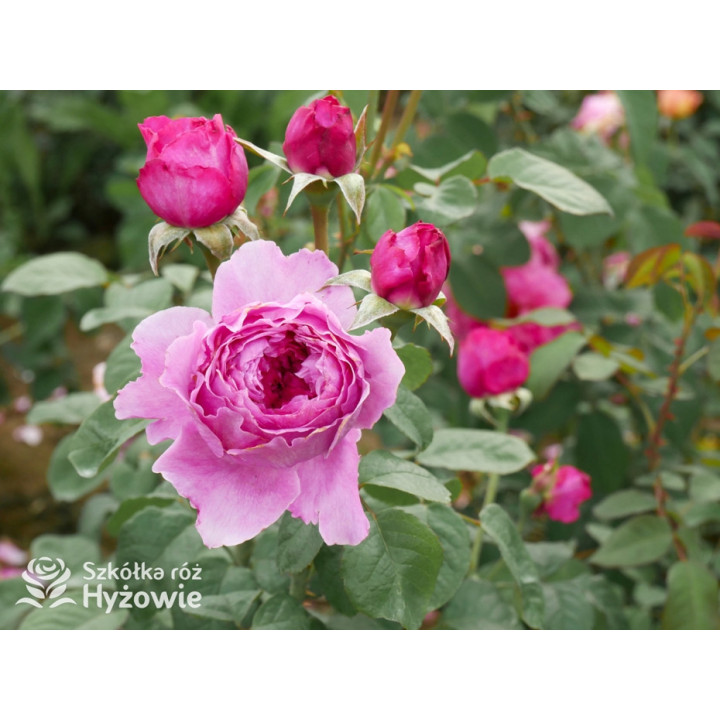 Adore Aroma™ - Róże silnie pachnące - 