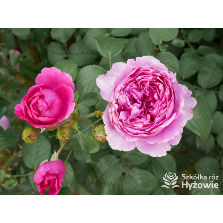 Adore Aroma™ - Róże silnie pachnące - 