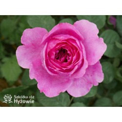 Adore Aroma™ - Róże silnie pachnące - 